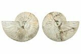 Cut & Polished, Agatized Ammonite Fossil - Madagascar #234427-1